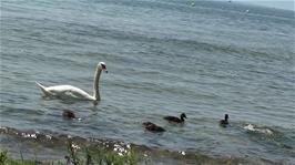 A swan and ducks wait hopefully for food as we have lunch just off Ouchy Quay